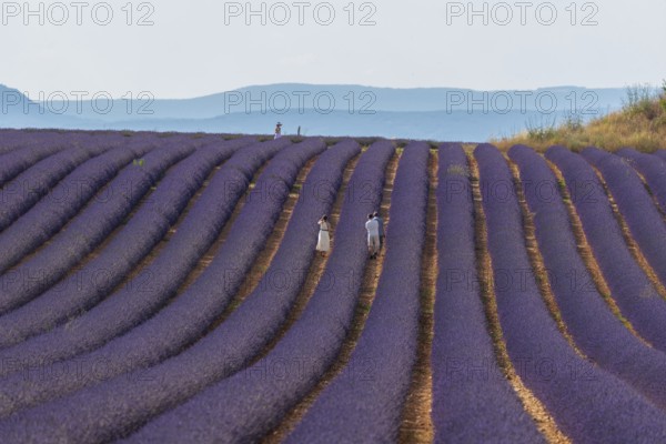 Flowering lavender field (Lavandula angustifolia) with tourists, Plateau de Valensole, Département Alpes-de-Haute-Provence, Region Provence-Alpes-Côte d'Azur, France, Europe