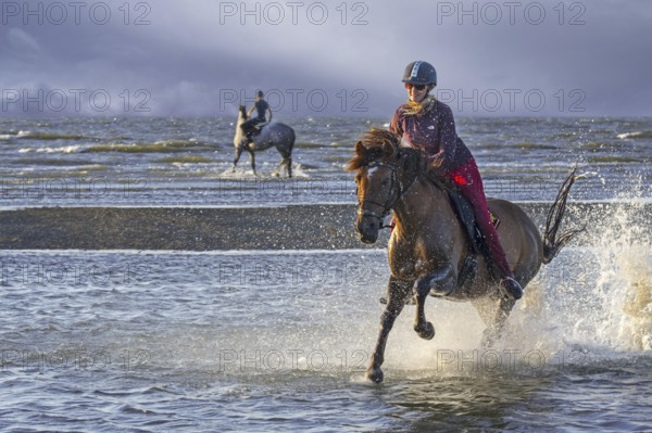 Horsewoman / female horse rider on horseback galloping through water on the beach along the North Sea coast | MR:yes Sandrine-Hardy