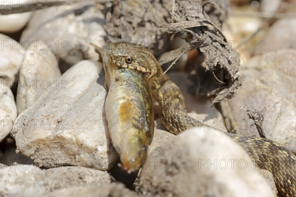 Dice snake (Natrix tessellata) with preyed fish, Provence, southern France