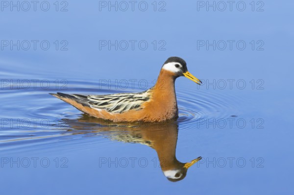 Red phalarope, grey phalarope (Phalaropus fulicarius) female in breeding plumage swimming in pond on the tundra in spring, summer, Svalbard, Norway, Europe
