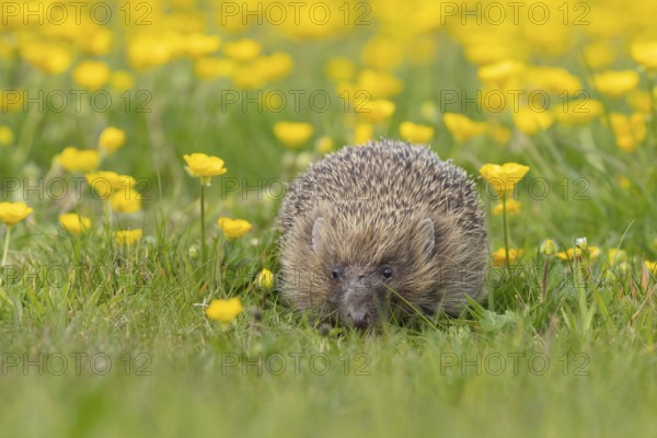 European hedgehog (Erinaceus europaeus) adult in a spring meadow with flowering Buttercup plants, England, United Kingdom, Europe