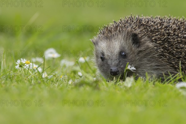 European hedgehog (Erinaceus europaeus) adult animal on an urban garden grass lawn with flowering daisy plants, England, United Kingdom, Europe