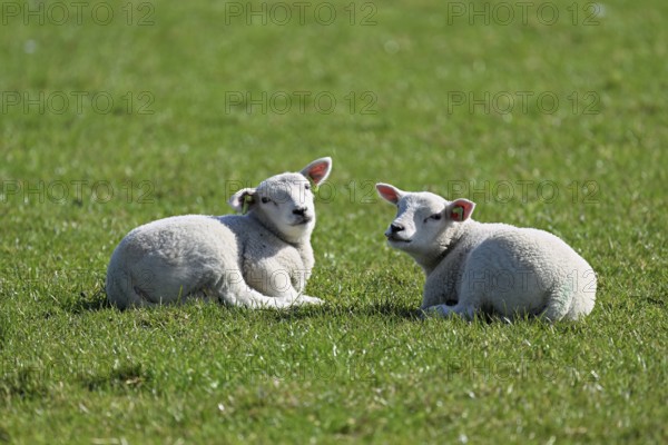 Domestic sheep (Ovis aries), two lambs sitting in a meadow, Texel, North Holland, Netherlands