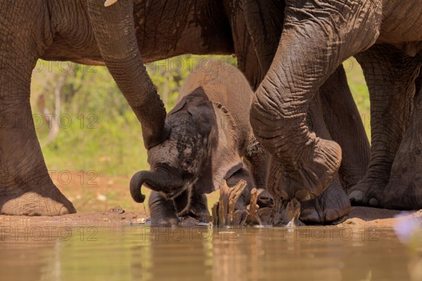 African elephant (Loxodonta africana), young animal, calf, baby elephant, mother, young animal with mother, at the water, Kruger National Park, Kruger National Park, South Africa, Africa
