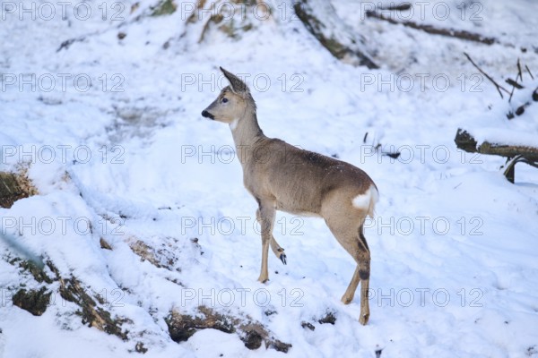 Roe deer (Capreolus capreolus) in a forest in winter, snow, Bavaria, Germany, Europe