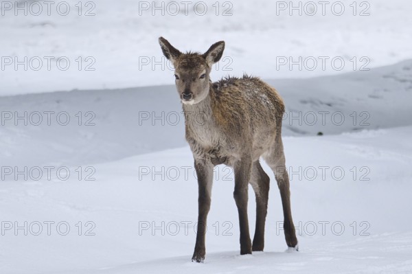Red deer (Cervus elaphus) hind in a forest in winter, snow, Bavaria, Germany, Europe