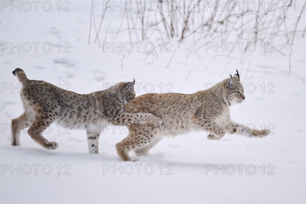 Eurasian lynx (Lynx lynx) playing in the snow in winter, running, Bavaria, Germany, Europe