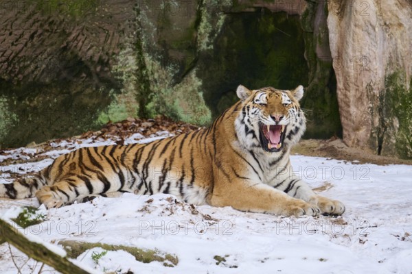 Siberian tiger (Panthera tigris altaica) lying in the snow in winter, captive, Germany, Europe