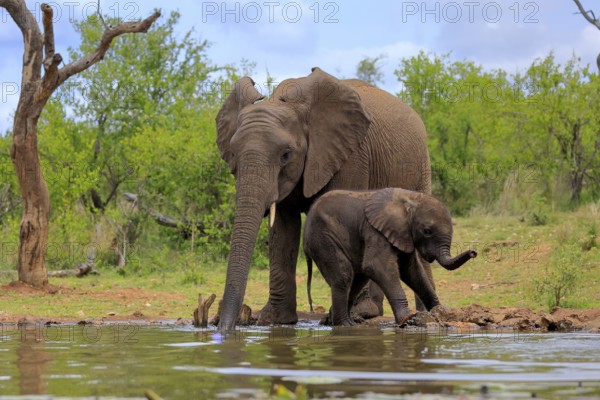African elephant (Loxodonta africana), adult, male, bull, young animal, young bull with young animal, at the water, drinking, Kruger National Park, Kruger National Park, South Africa, Africa