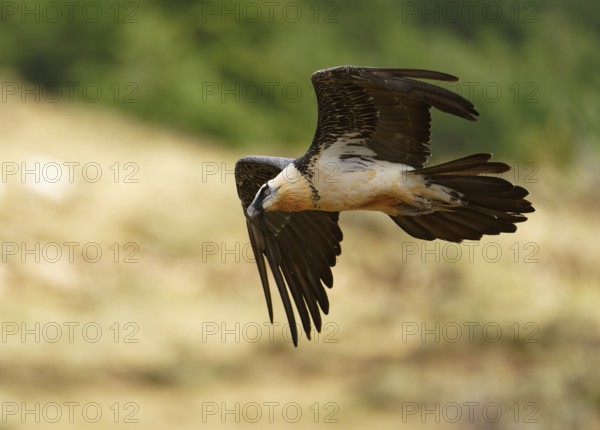 Old bearded vulture (Gypaetus barbatus), flight, Catalonia, Pyrenees, Spain, Europe