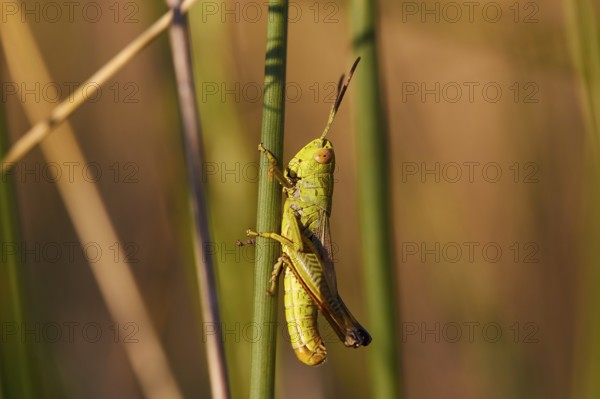 Close-up of a green grasshopper (locusta) climbing on a plant, Strofilia biotope, wetlands, Kalogria, Peloponnese, Greece, Europe