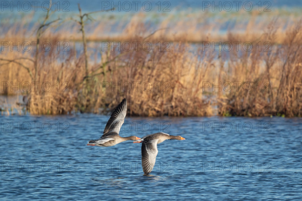 Pair of greylag geese flying together, in the Großen Rosin Moor nature reserve, Mecklenburg-Vorpommern, Germany, Europe