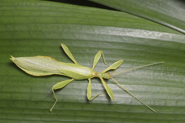 Changing leaf (Phyllium philippinicum), male, captive, occurrence in the Philippines