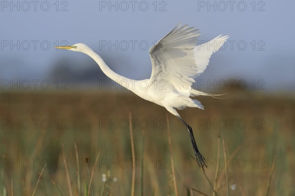 Great Egret (Ardea alba, Casmerodius albus, Egretta alba), flying, Everglades National Park, Florida, USA, North America