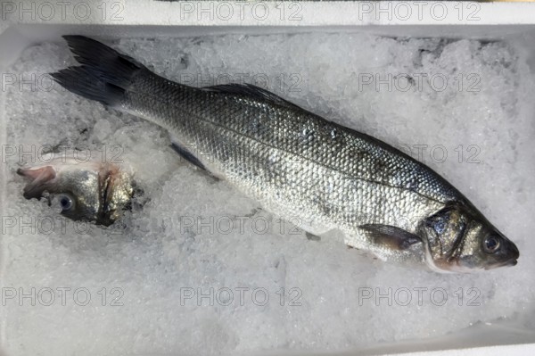 Display of fish caught whole fish European bass (Dicentrarchus labrax) also sea bass Loup de Mer Branzino Spinola fresh fish on ice in refrigerated counter fish counter of fishmonger fish sales, food trade, wholesale, fish trade, speciality shop, Germany, Europe