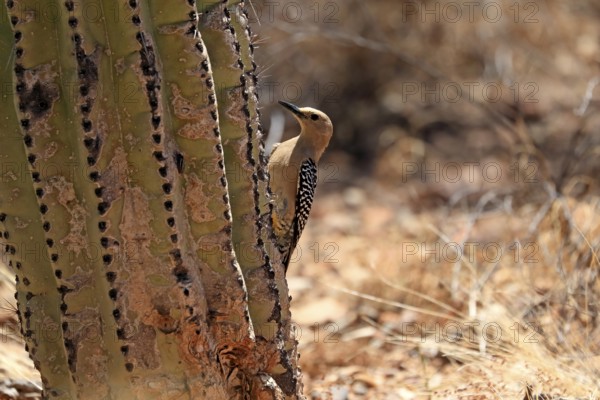 Gila woodpecker (Melanerpes uropygialis), adult, female, on saguaro cactus, Sonora Desert, Arizona, North America, USA, North America