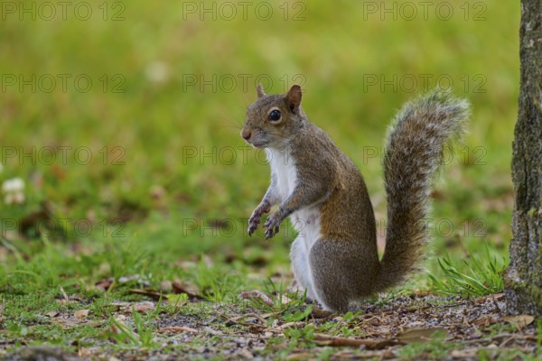 Grey Squirrel (Sciurus carolinensis), on meadow, springtime, Florida, USA, North America