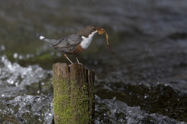 White-throated Dipper (Cinclus cinclus) with nesting material on an old wooden pole in the water, Austria, Upper Austria, Europe