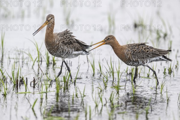 Black-tailed godwits (Limosa limosa), Lower Saxony, Germany, Europe