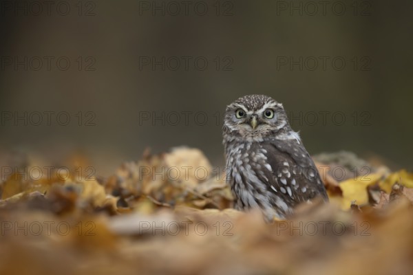Little owl (Athene noctua) adult bird amongst fallen autumn leaves in a woodland, England, United Kingdom, Europe