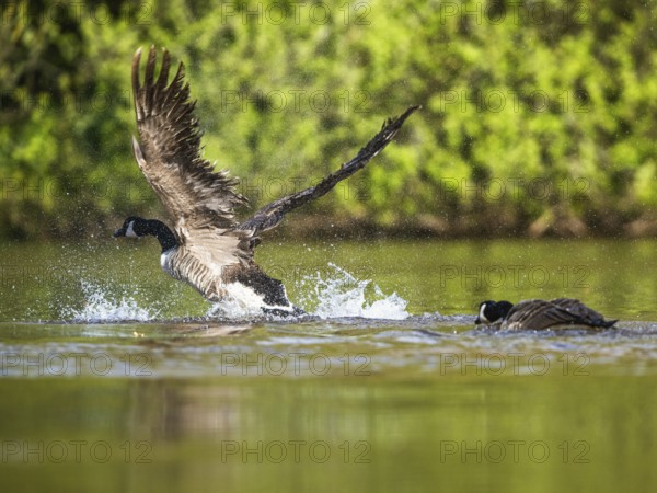 Canada Goose, Branta canadensis, bird running on water