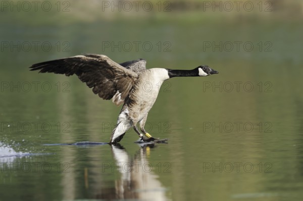 Canada goose (Branta canadensis) landing in water, North Rhine-Westphalia, Germany, Europe