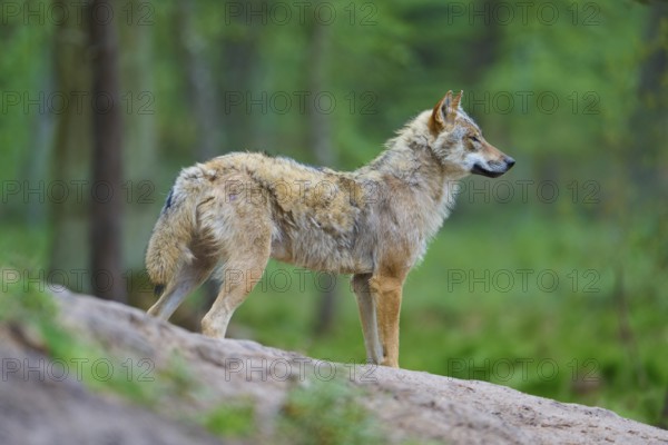A gray wolf (Canis Lupus), standing in the forest on a hill surrounded by green vegetation and trees, Germany, Europe