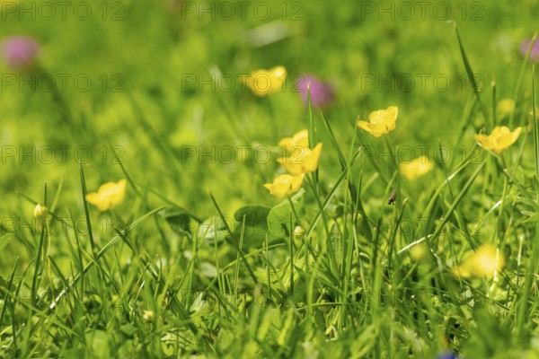 Yellow buttercup (Ranunculus) glow in the spring sun in a meadow, Ternitz, Lower Austria, Austria, Europe