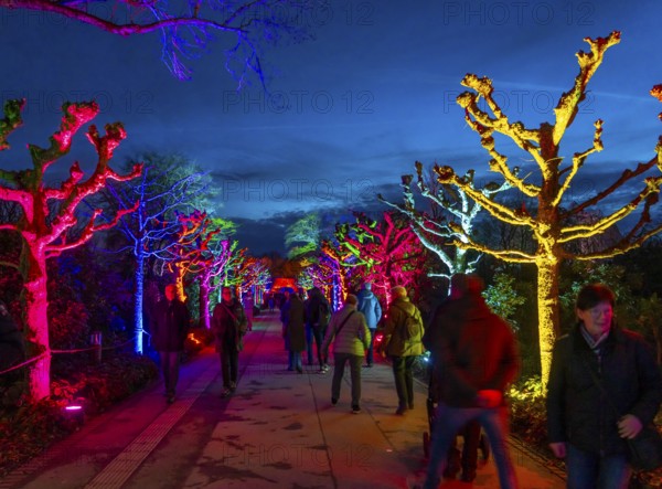 Parkleuchten, event in winter, in the Grugapark in Essen, many different light installations, across the park, attract many thousands of visitors, North Rhine-Westphalia, Germany, Europe