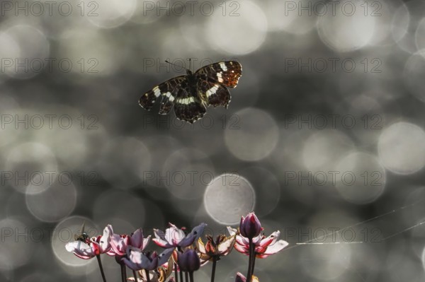 A map butterfly (Araschnia levana) flies over blooming flowers in front of a blurred background with light reflections and bokeh, Hesse, Germany, Europe
