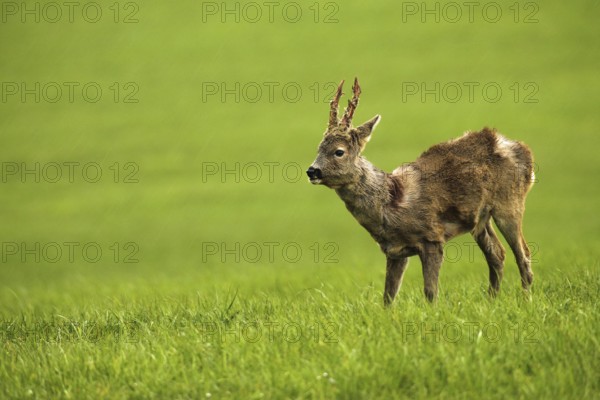 European roe deer (Capreolus capreolus) buck in shaggy winter coat with long, almost swept horns on the meadow, Allgäu, Bavaria, Germany, Europe
