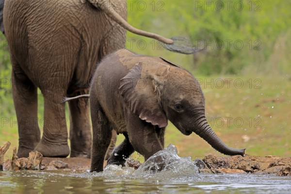 African elephant (Loxodonta africana), young animal, calf, baby elephant, mother, young animal with mother, at the water, drinking, Kruger National Park, Kruger National Park, South Africa, Africa
