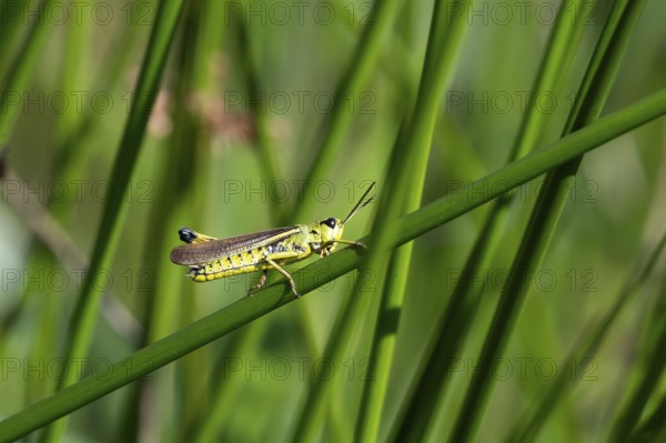 Large marsh grasshopper (Stethophyma grossum), sitting on a rush stalk, North Rhine-Westphalia, Germany, Europe
