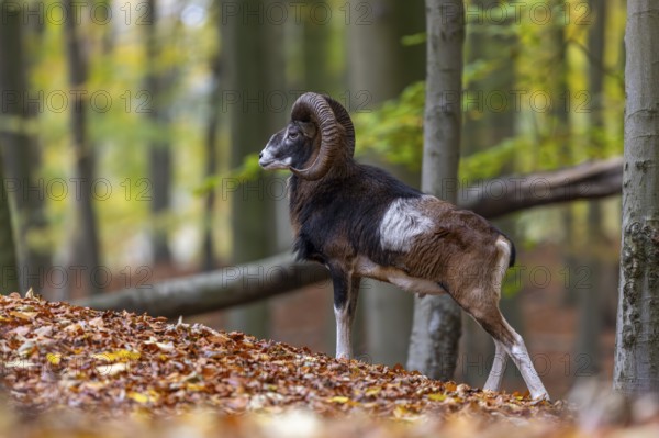 European mouflon (Ovis aries musimon, Ovis gmelini musimon) ram, male with big horns in forest during the rut in autumn, fall