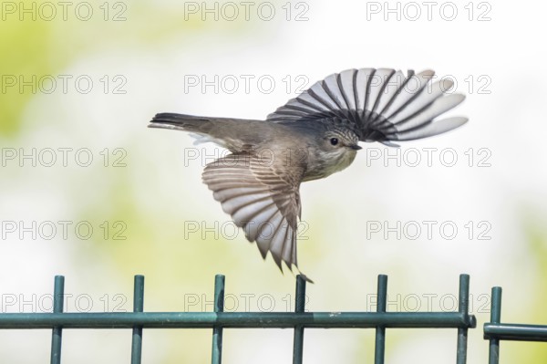A spotted flycatcher (Muscicapa striata) in flight over a fence with outstretched wings, Hesse, Germany, Europe
