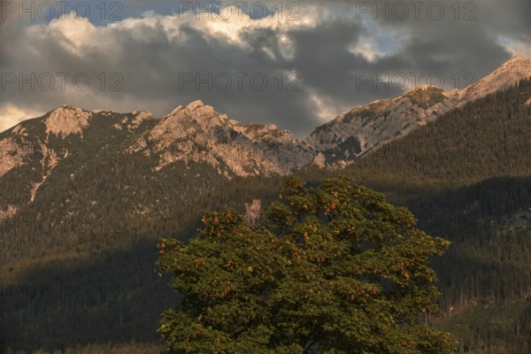 Dramatic cloud formations over the mountain peaks with a single large tree in the foreground, Wallgau, Bavaria, Germany, Europe