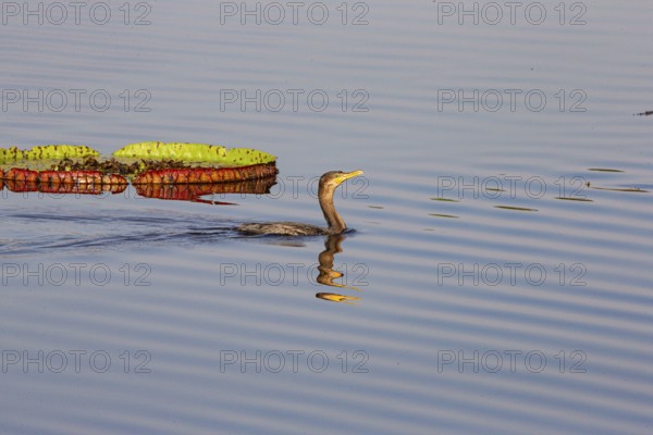 Humboldt Cormorant (Phalacrocorax brasilianus) Pantanal Brazil