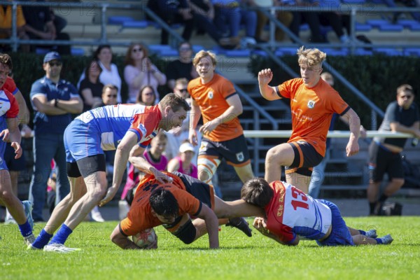 Rugby 1st Bundesliga South/West, Season 2024/25, Matchday 10: RG Heidelberg vs Heidelberger Ruderklub 1872