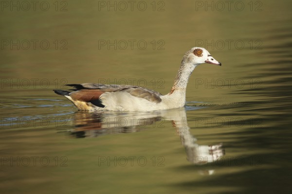 Nile Goose (Alopochen aegyptiaca) Allgäu, Bavaria, Germany, Allgäu, Bavaria, Germany, Europe