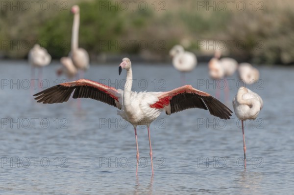 Flamingo (Phoenicopterus roseus) in a pond of a nature reserve. Saintes Maries de la Mer, Parc naturel regional de Camargue, Arles, Provence Alpes Cote d'Azur, France, Europe