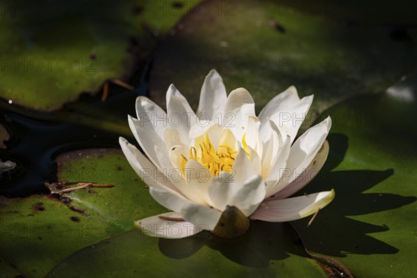 A European white water lily (Nymphaea) with a yellow centre lies on green leaves in a pond, Ternitz, Lower Austria, Austria, Europe