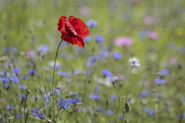 Flower meadow with poppy flower (Papaver rhoeas) and cornflowers (Centaurea cyanea), Emsland, Lower Saxony, Germany, Europe