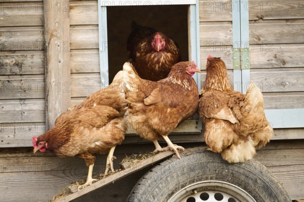 Group of brown chickens exiting a wooden coop, Chicken (Gallus domesticus), Austria, Europe