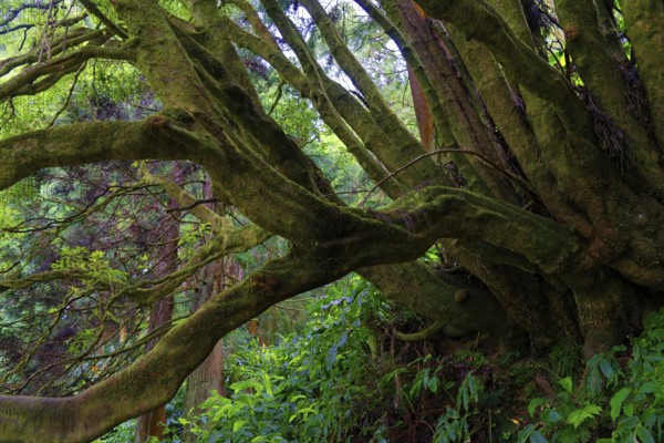 An old tree with thick, moss-covered branches, surrounded by dense greenery in the forest, Grena Park, Furnas, George Hayes, Lagoa das Furnas, Sao Miguel Island, Azores, Portugal, Europe
