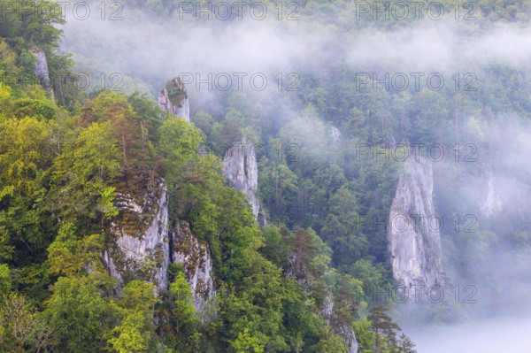 Limestone cliff tops between mixed forest, fog, band rocks, Leibertingen, Upper Danube nature park Park, Baden-Württemberg, Germany, Europe