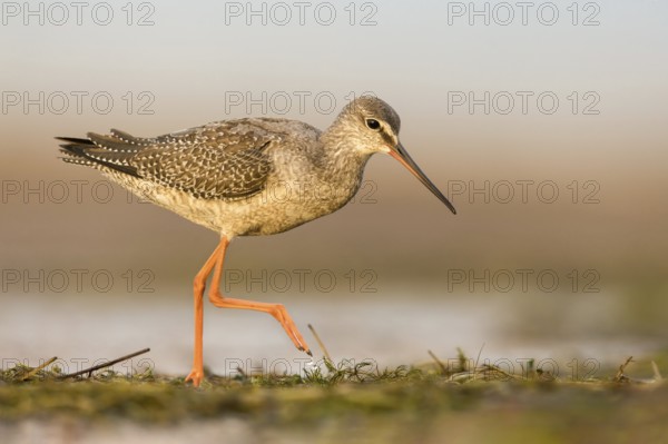 Spotted Redshank (Tringa erythropus) foraging, Poland, Europe