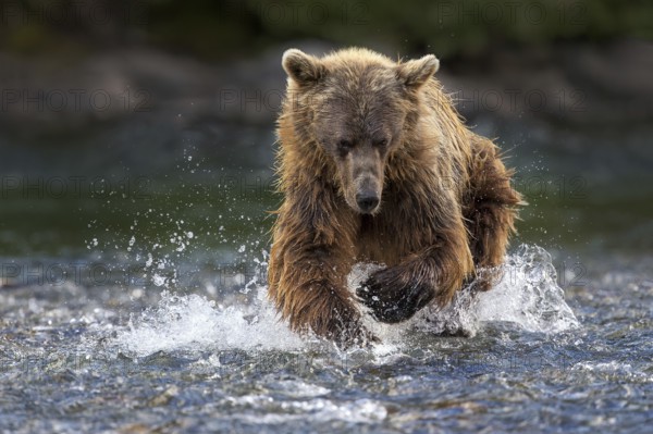 Grizzly Bear (Ursus arctos horribilis) hunting Pacific Salmon, British Columbia, Canada, North America