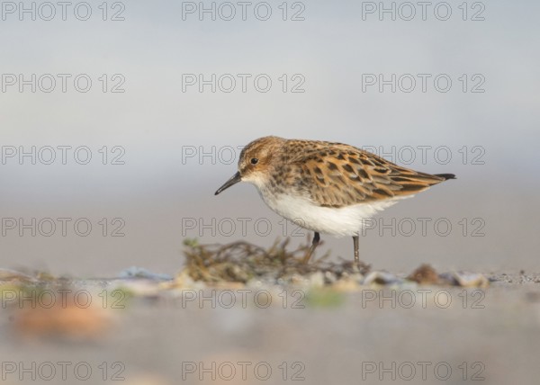 Little Stint (Calidris minuta) foraging, Bulgaria, Europe