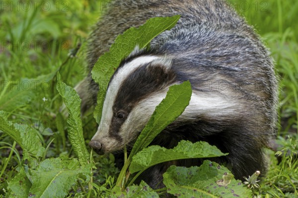 European badger (Meles meles) foraging in meadow, looking for earthworms, insects and amphibians at dusk