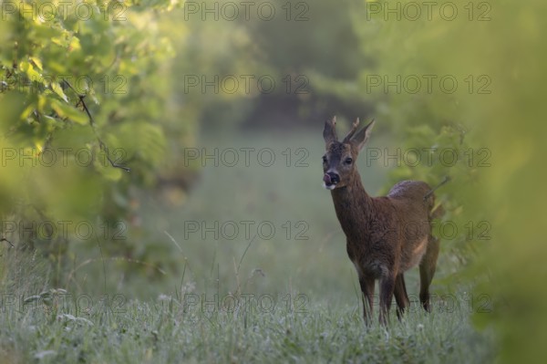 Roebuck in summer, leaf time, Wittlich, Rhineland-Palatinate, Germany, Europe
